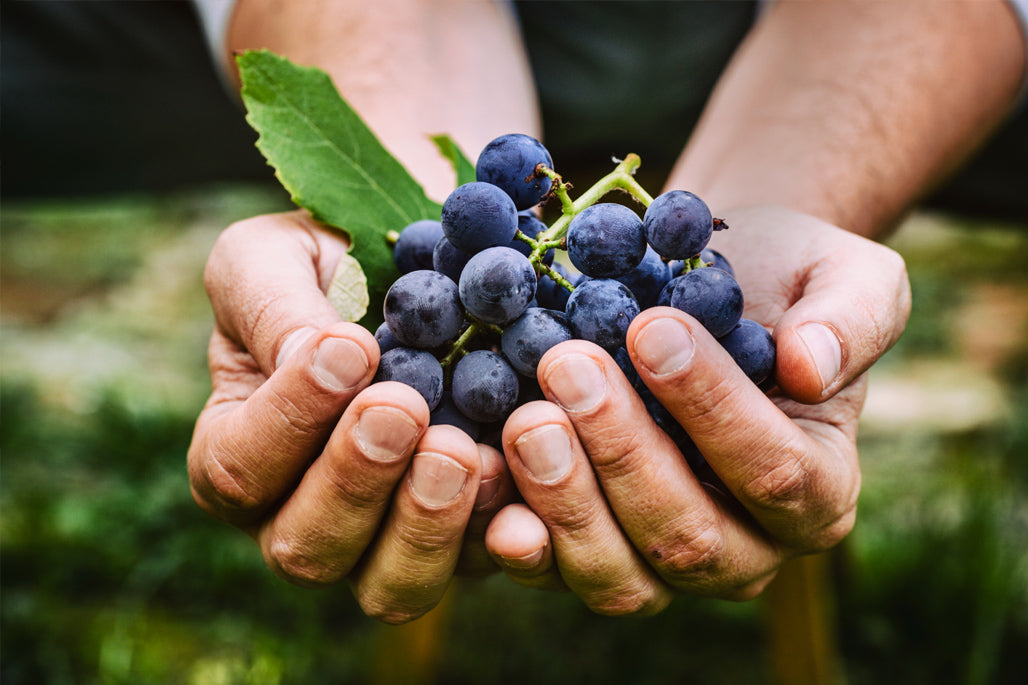 Grapes a key Resveratrol Ingredient